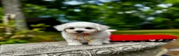 Maltipoo dogs for sale: Leaf  - Ad 3