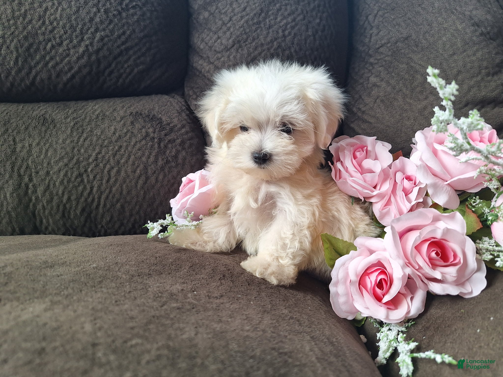 Maltese dogs Snowbird - Ad 2