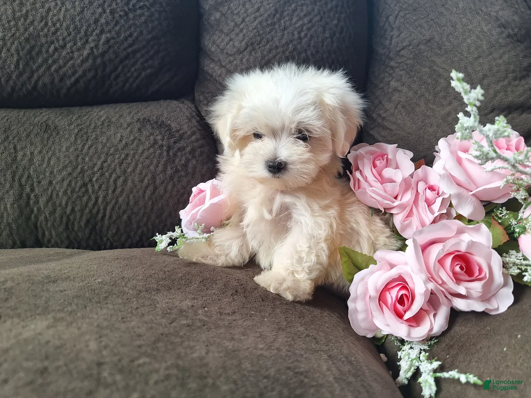 Maltese dogs for sale: Snowbird - Ad 2