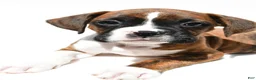 Boxer dogs for sale: Stan - Ad 6