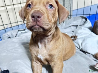 American Pit Bull Terrier dogs - Ad 38