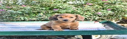 Miniature Dachshund dogs for sale: Kyle - Ad 2