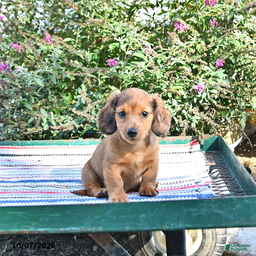 Miniature Dachshund dogs for sale: Kyle - Ad 2