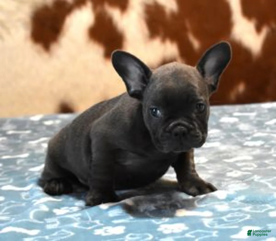 French Bulldog dogs for sale: CHIEF - BLUE (GRAY) - Ad 1