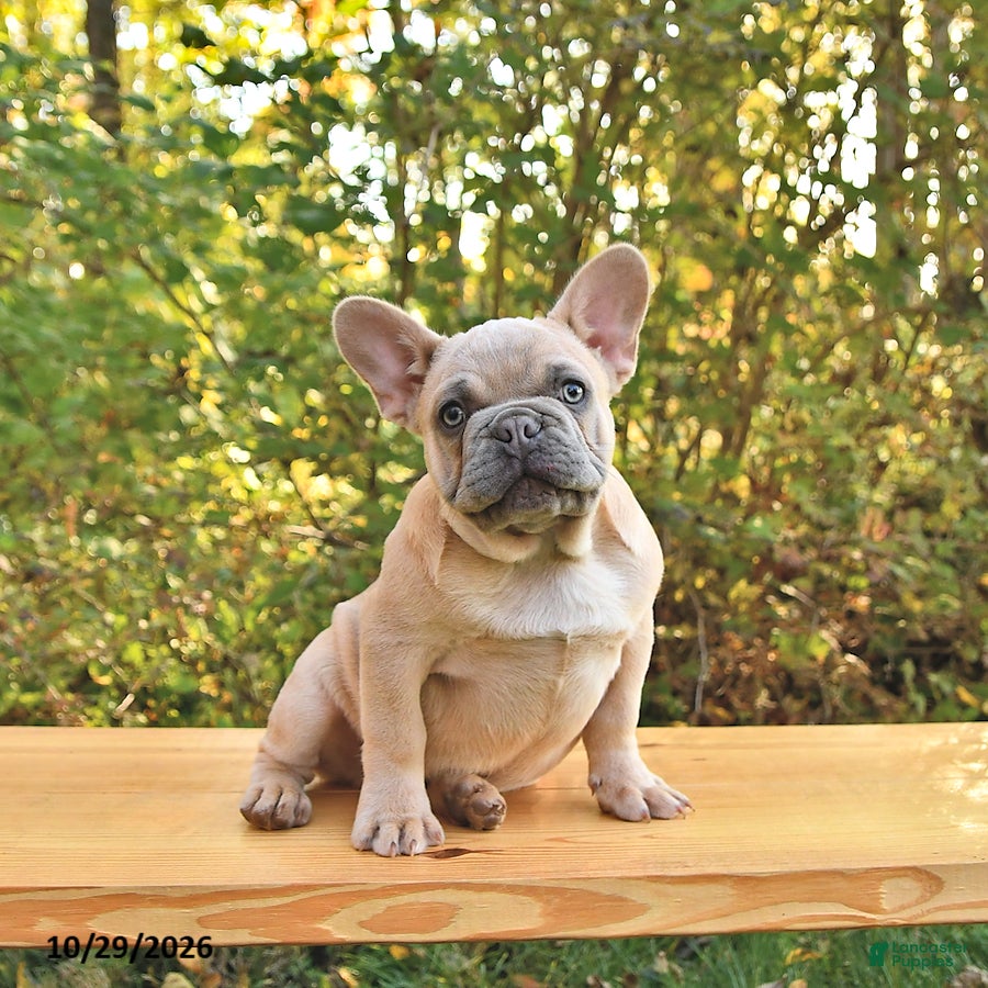 French Bulldog dogs for sale: Boone - Ad 2