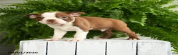 Boston Terrier dogs for sale: Zeus - Ad 3