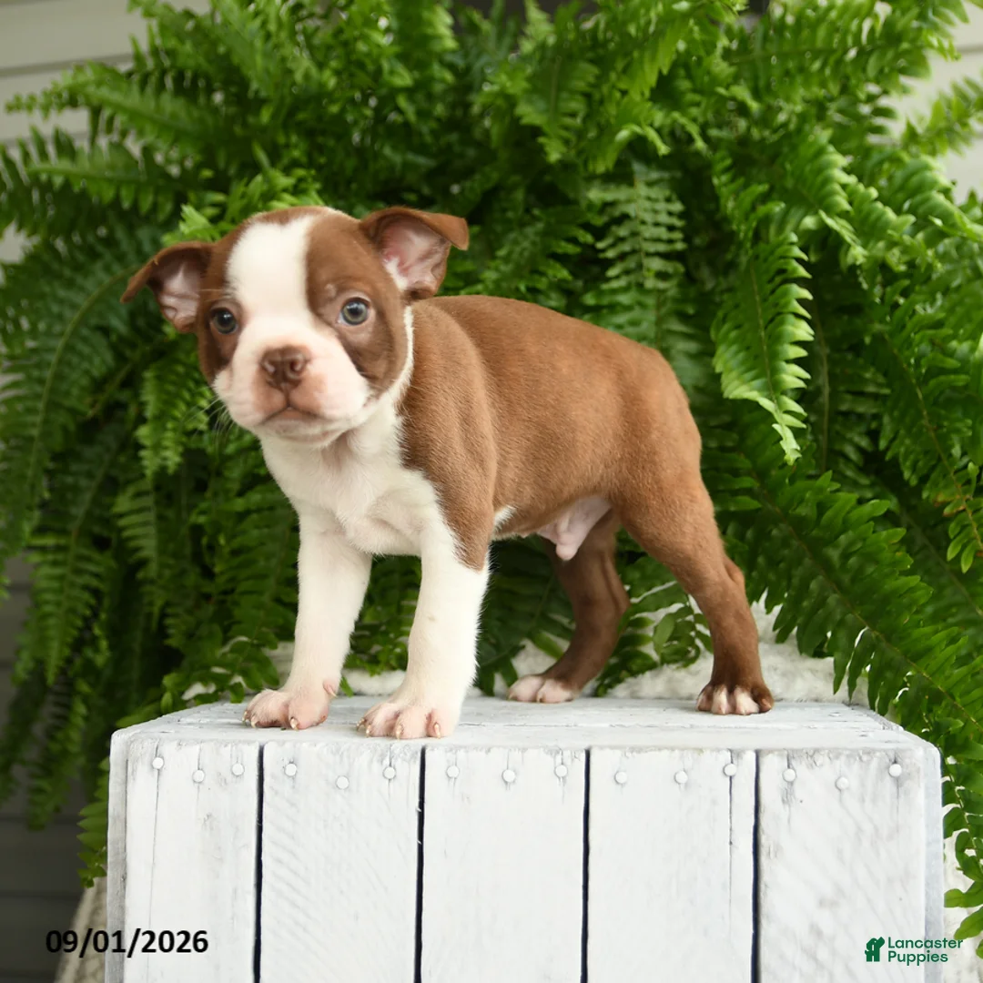 Boston Terrier dogs for sale: Zeus - Ad 3