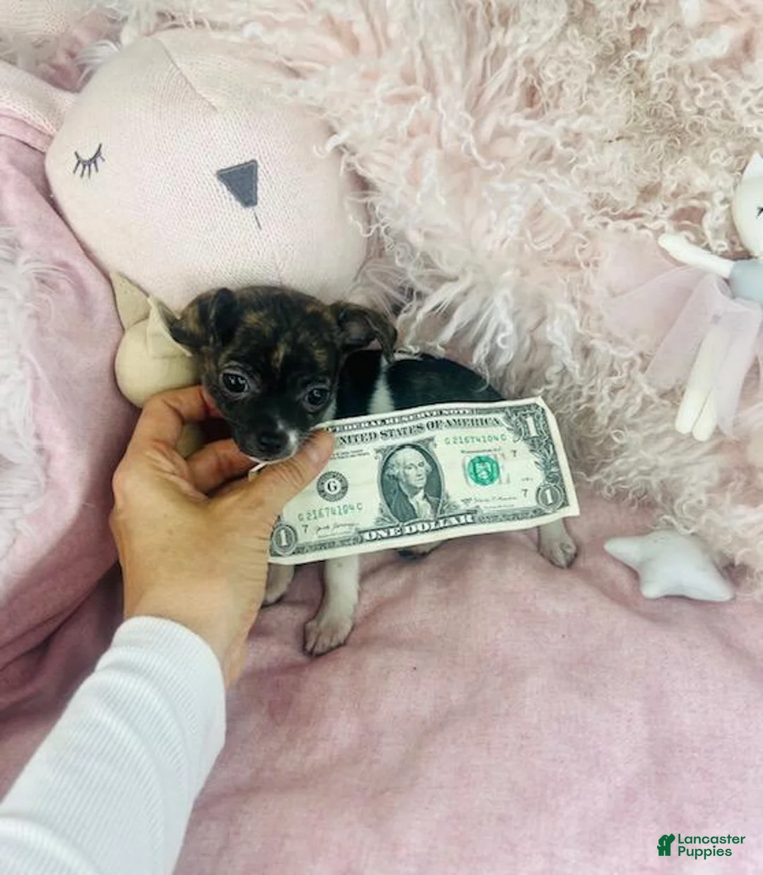 Chihuahua dogs for sale: Chihuahua Puppy 2 - Ad 3