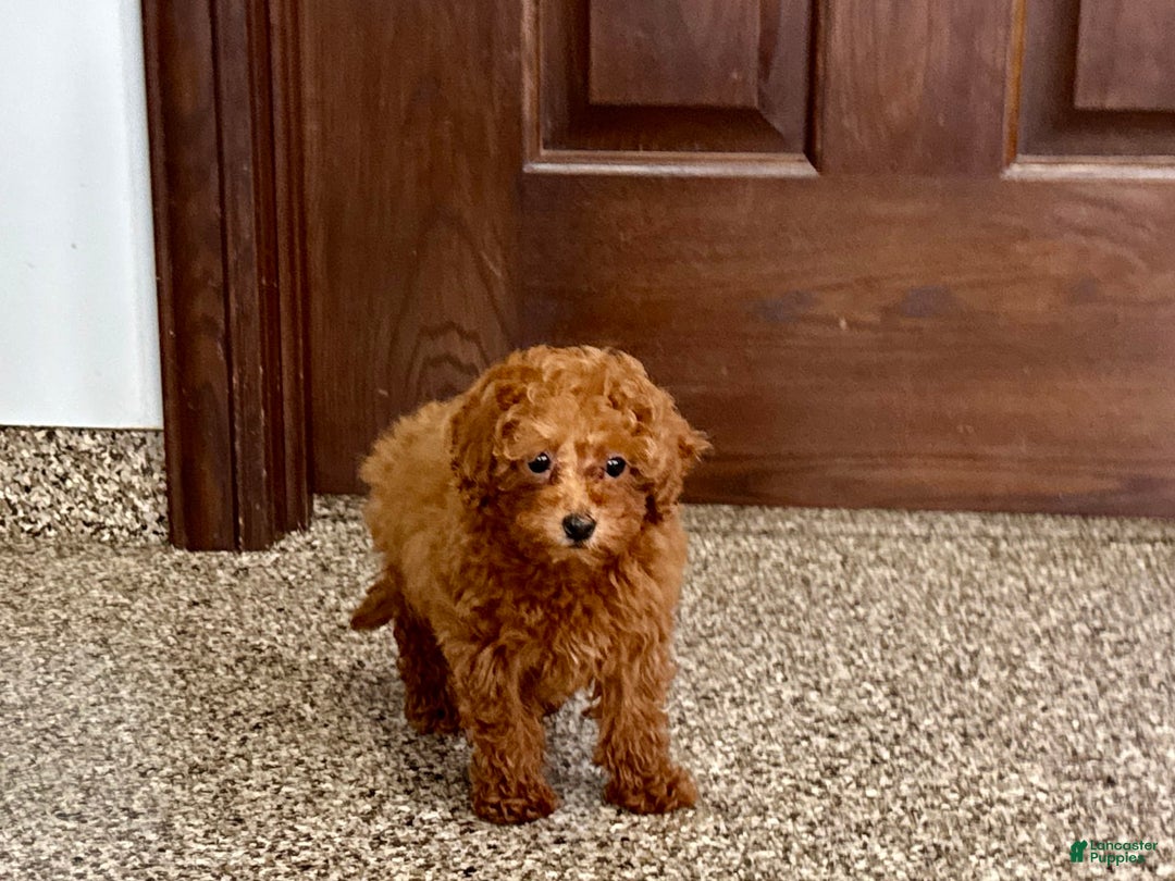 Maltipoo dogs for sale: Quinn - Ad 3