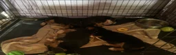 Beagle dogs for sale: Bruiser - Ad 3