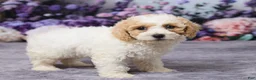 Bichpoo dogs for sale: Paisley - Ad 4