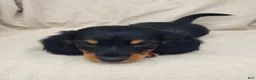 Miniature Dachshund dogs for sale: BRADY - Ad 3