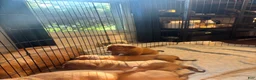 Dogue De Bordeaux dogs for sale: Dogue De Bordeaux Puppy 5 - Ad 18