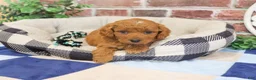 Cavapoo dogs for sale: Donut - Ad 6