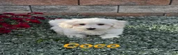 Coton De Tulear dogs for sale: Coco - Ad 2