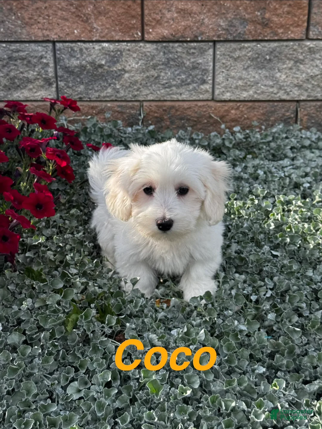 Coton De Tulear dogs for sale: Coco - Ad 2