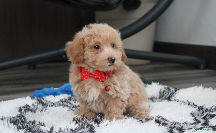 Bichpoo dogs Rex - Ad 2