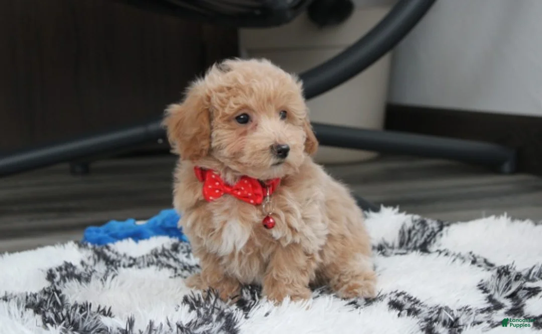 Bichpoo dogs for sale: Rex - Ad 2