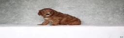 Cavapoo dogs for sale: Millie - Ad 3