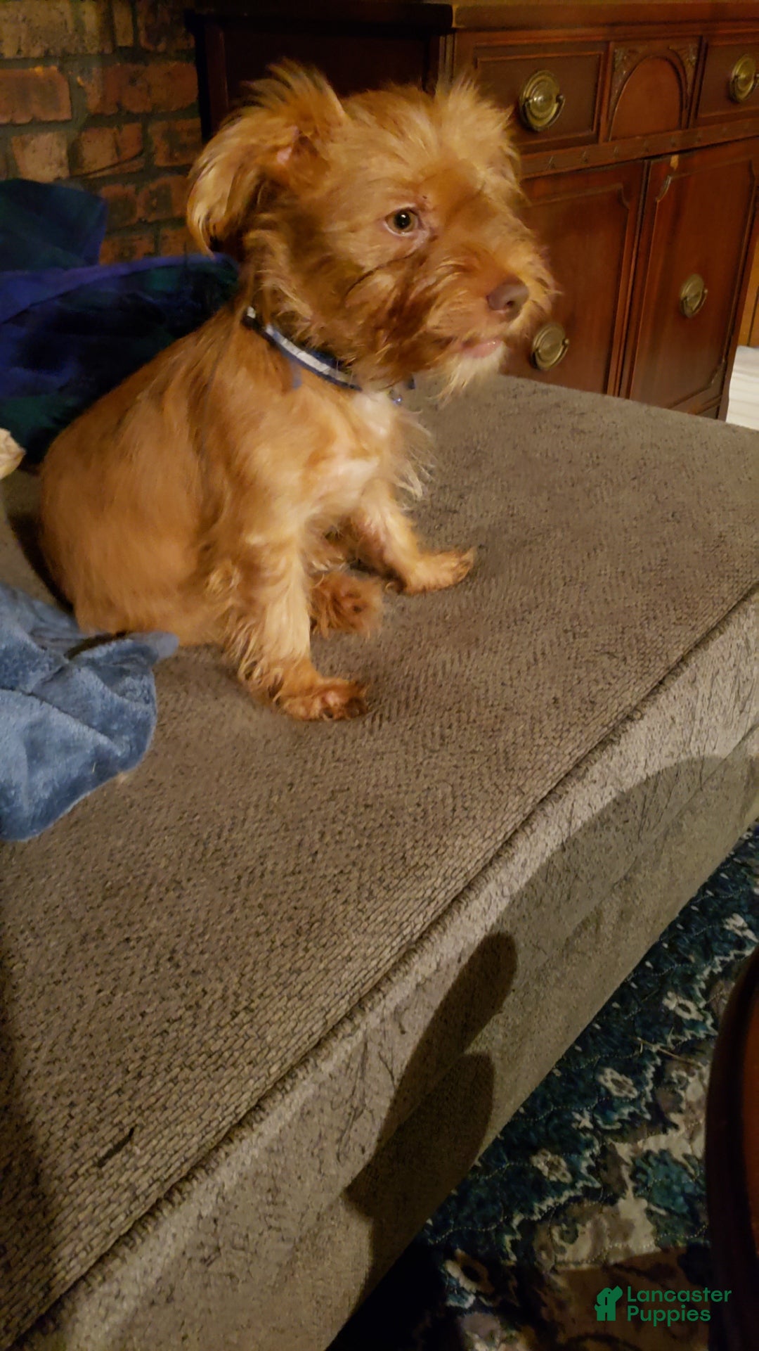 Yorkshire Terrier dogs Rafael - Ad 1