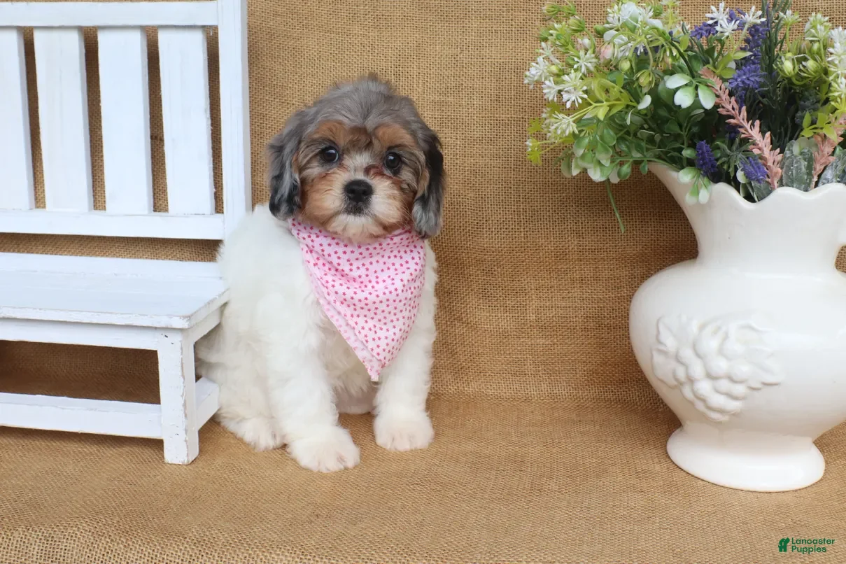 Cavapoo dogs Valerie- Merle Cavapoo - Ad 2