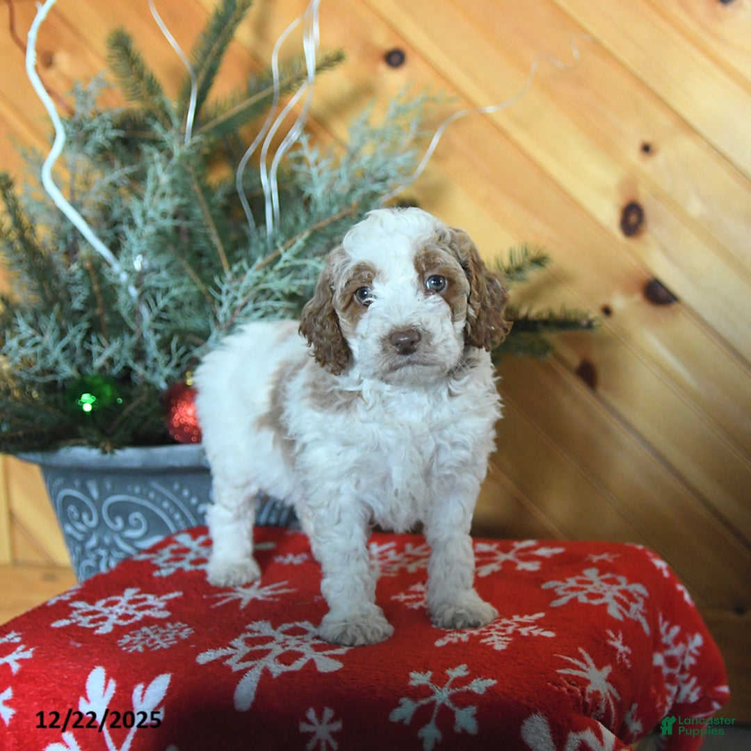 Mini Goldendoodle dogs for sale: Stella - Ad 5