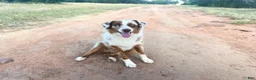 Australian Shepherd dogs for sale: Hank jr. - Ad 7