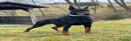 Doberman Pinscher dogs for sale: Doberman Pinscher Puppy 1 - Ad 4