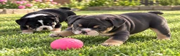 English Bulldog dogs for sale: Blue Princess - Ad 8
