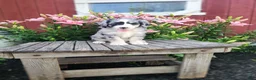 Bernedoodle dogs for sale: Cammy - Ad 4
