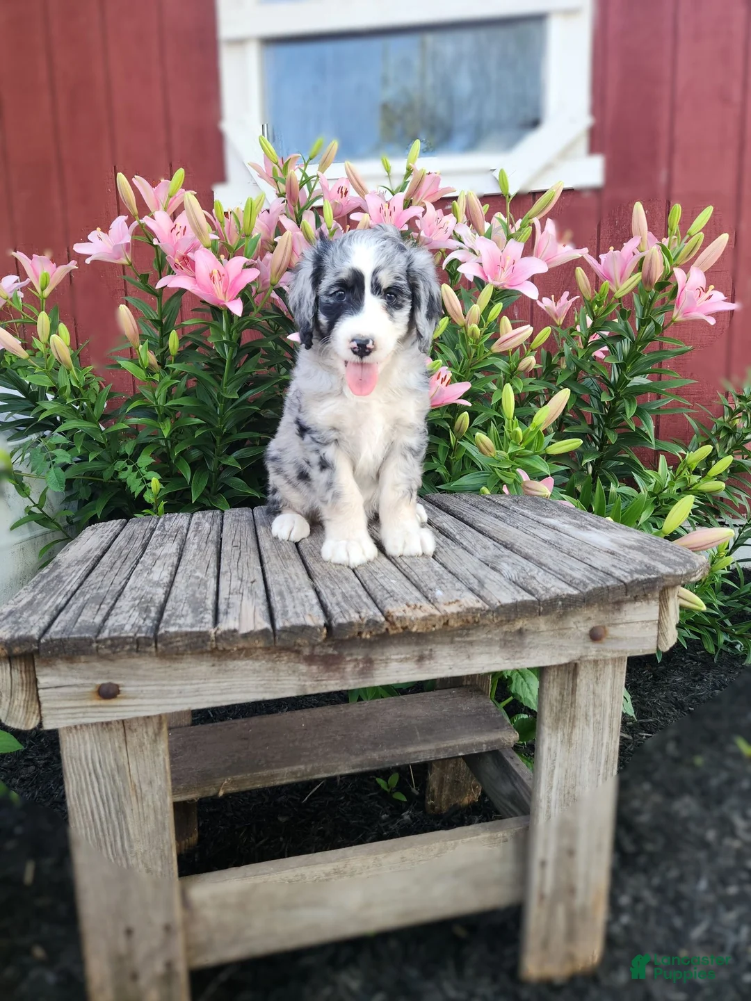 Bernedoodle dogs for sale: Cammy - Ad 4
