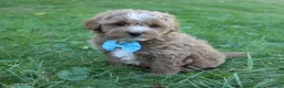Mini Goldendoodle dogs for sale: Max 💎 - Ad 4