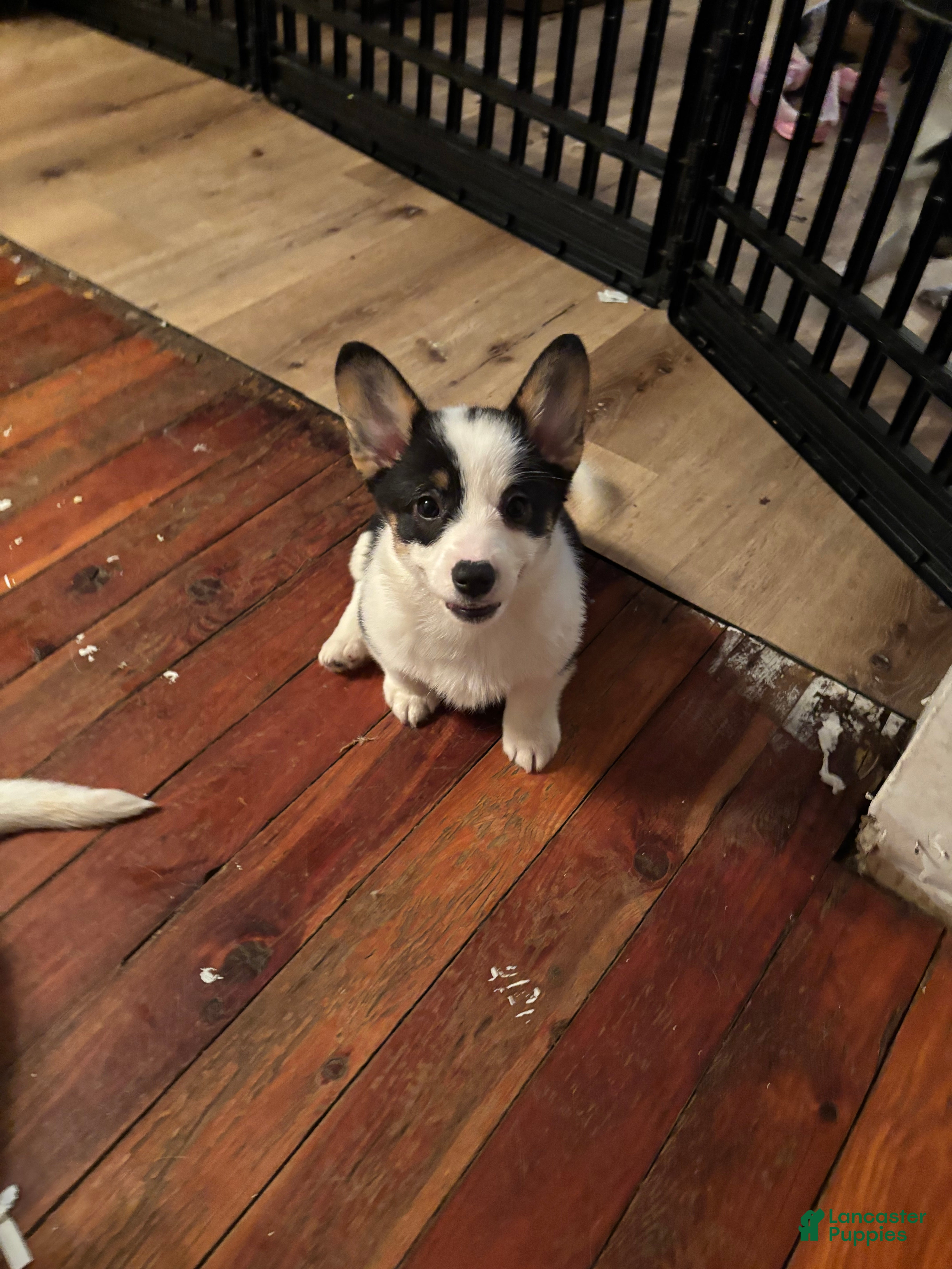 American Corgi dogs Molly  - Ad 4