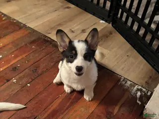 American Corgi dogs Molly - Ad 4