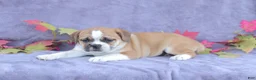 Mixed Breed dogs for sale: Jazz - Ad 3
