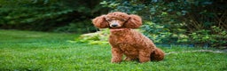 Miniature Poodle dogs for sale: Kasper - Ad 7
