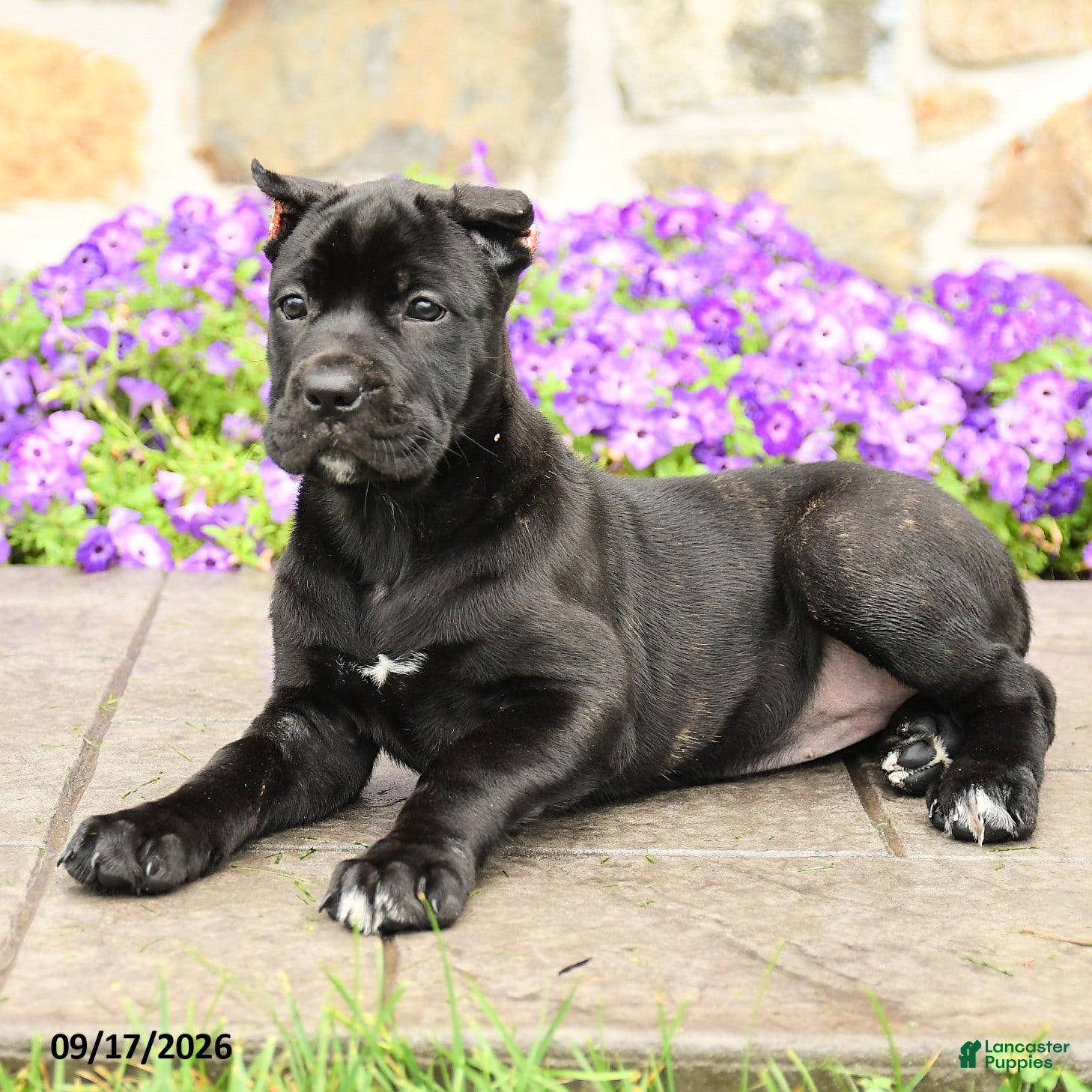 Cane Corso dogs Camilla - Ad 2