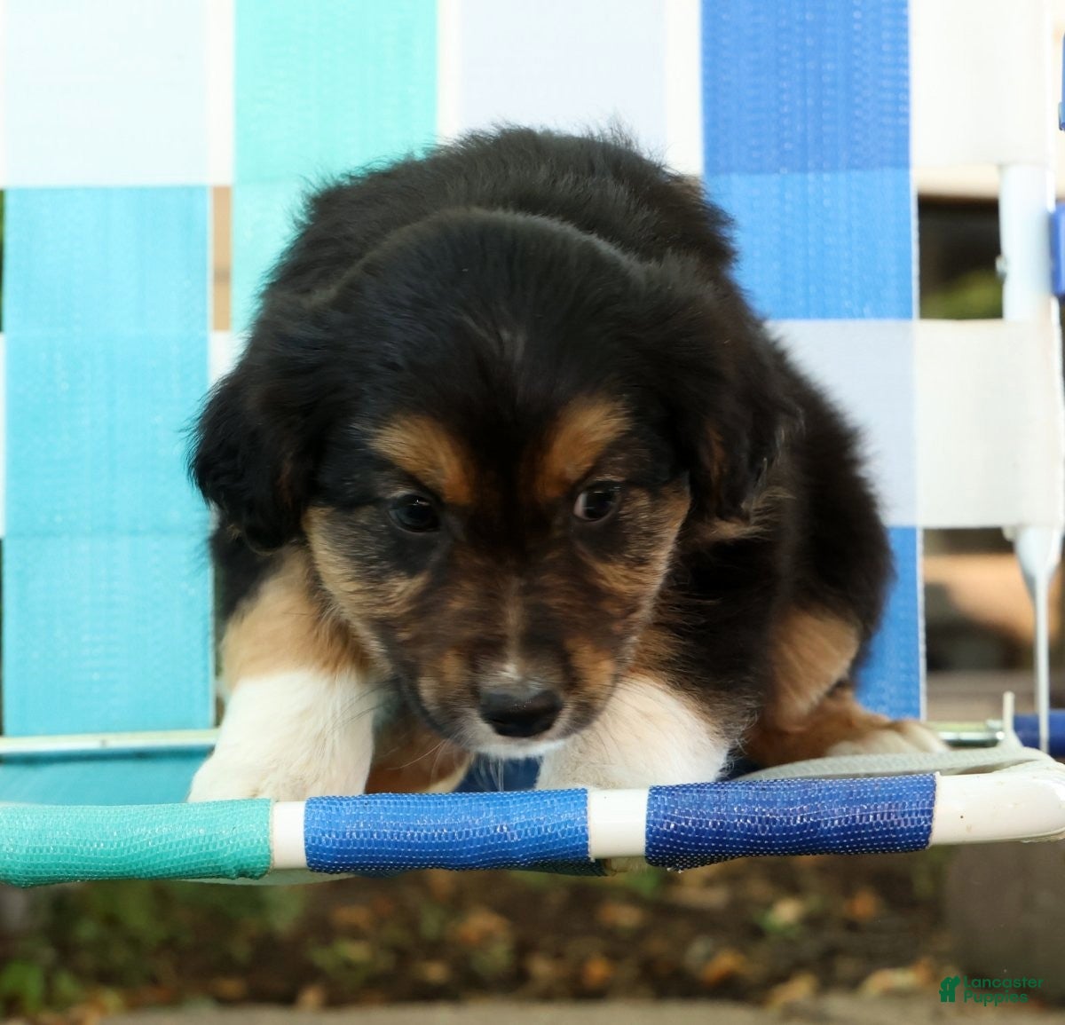 Australian Shepherd dogs for sale: Sunshine - Ad 10