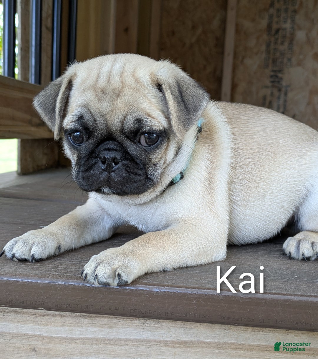 Pug Puppies for sale in Pennsylvania Lancaster Puppies