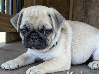 Pug dogs - Ad 4
