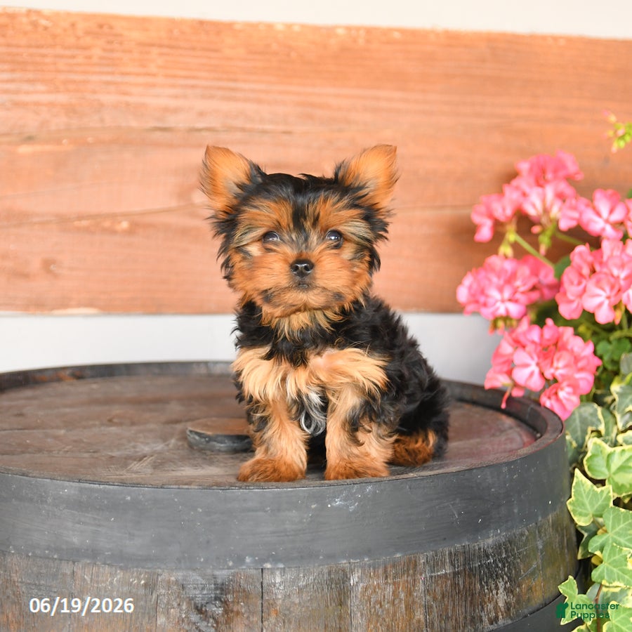 Yorkshire Terrier dogs Toby - Ad 1