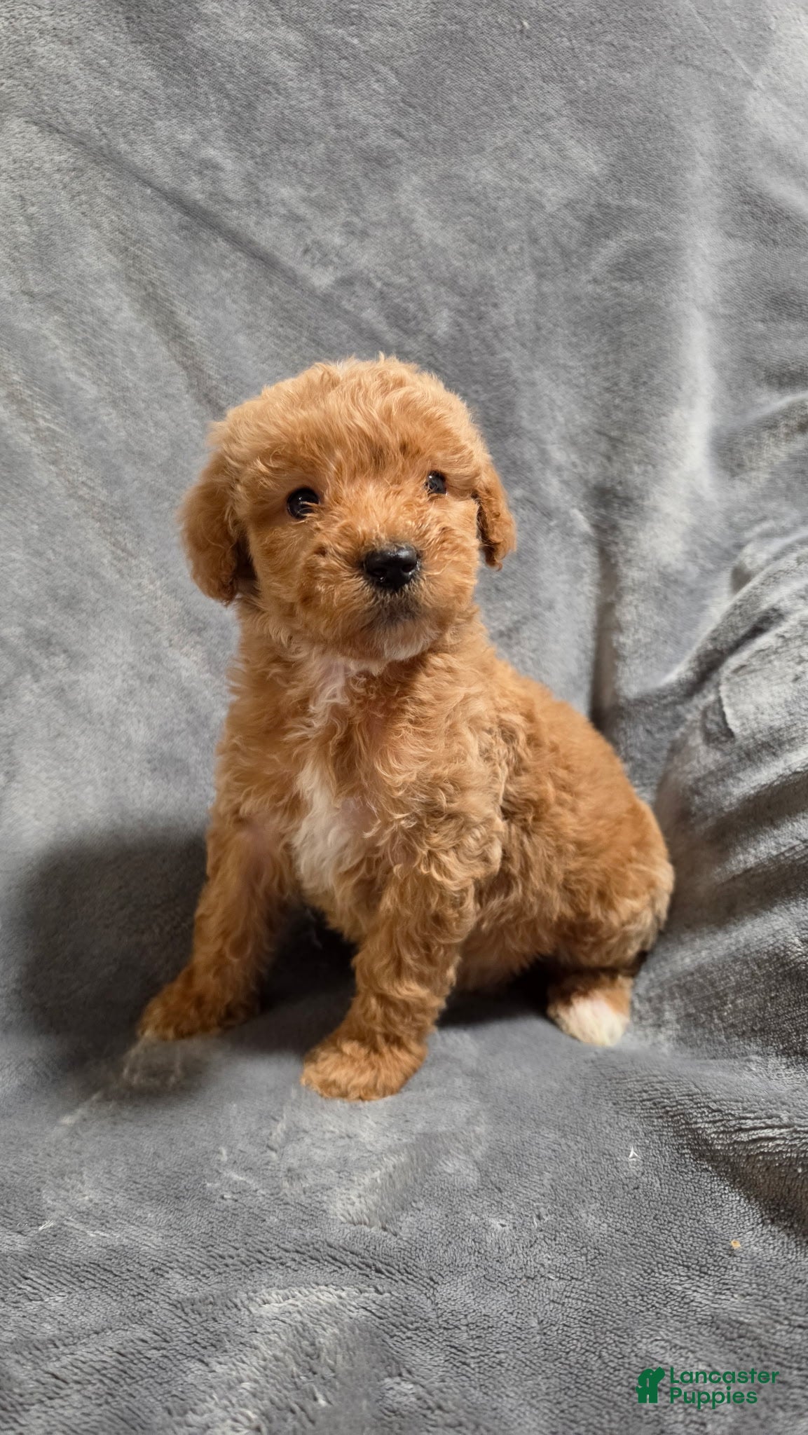 Goldendoodle dogs Miles - Ad 18