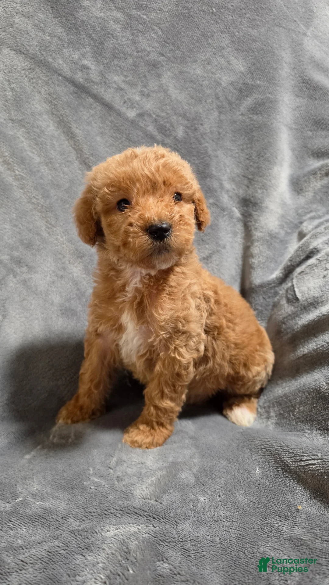 Goldendoodle dogs for sale: Miles - Ad 1