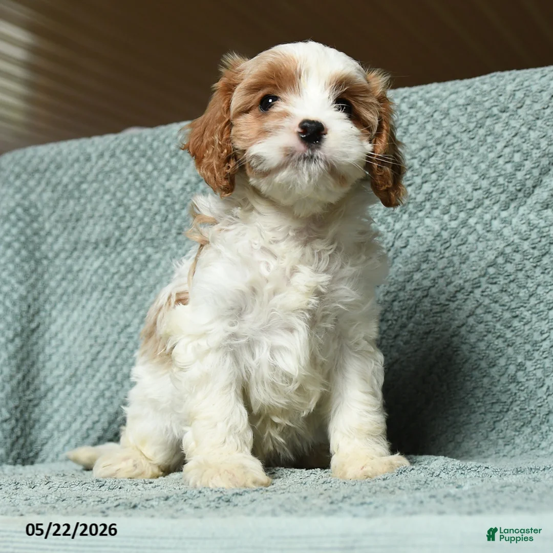 Cavapoo dogs for sale: Babe - Ad 3