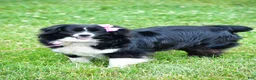 Miniature Australian Shepherd dogs for sale: Angel - Ad 10