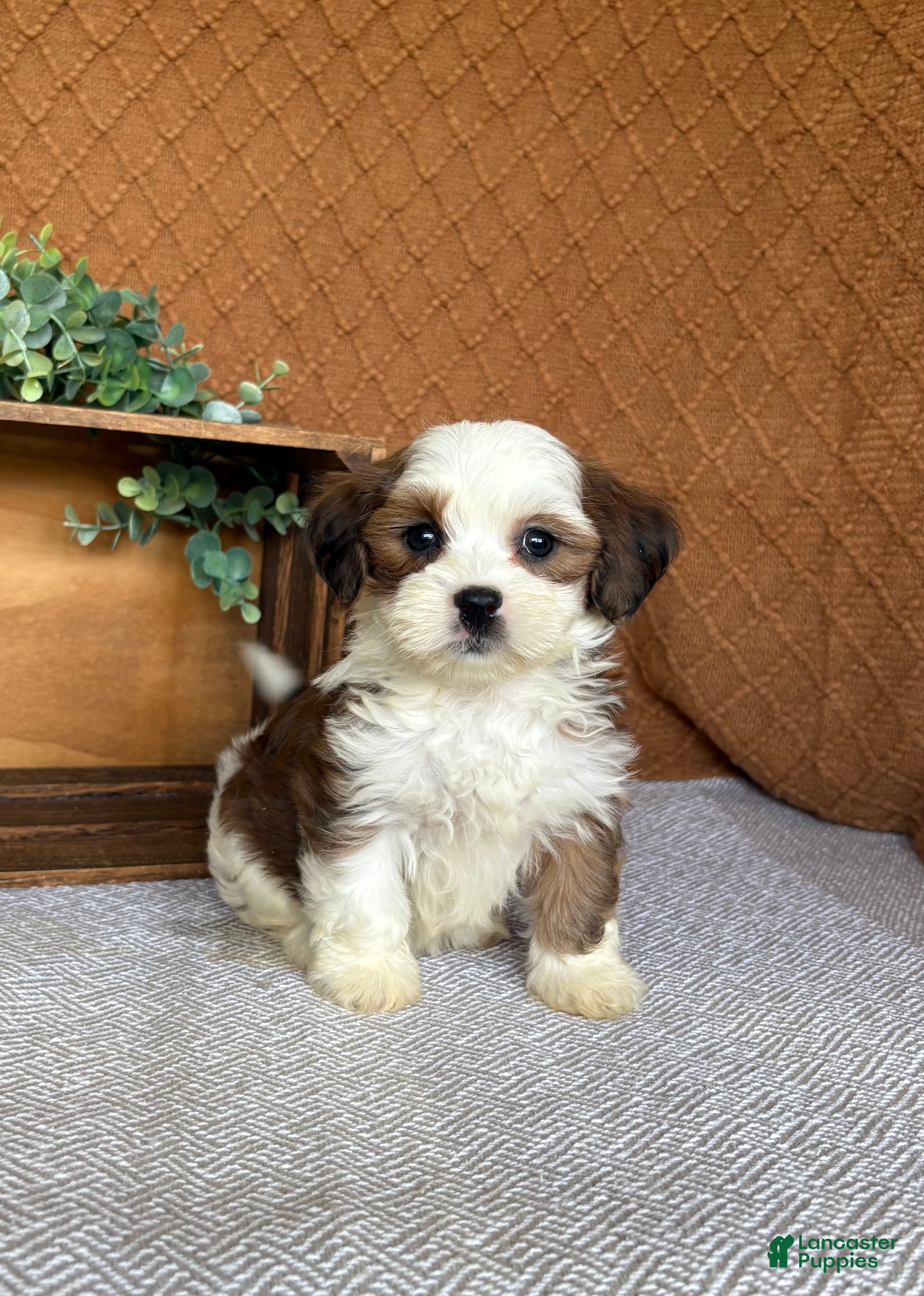 Havanese dogs Ashley  - Ad 1
