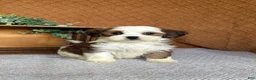 Havanese dogs for sale: Ashley  - Ad 1