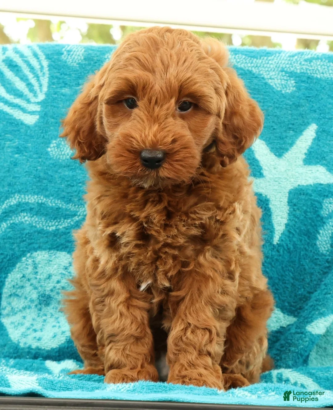 Mini Goldendoodle dogs for sale: Seager - Ad 1