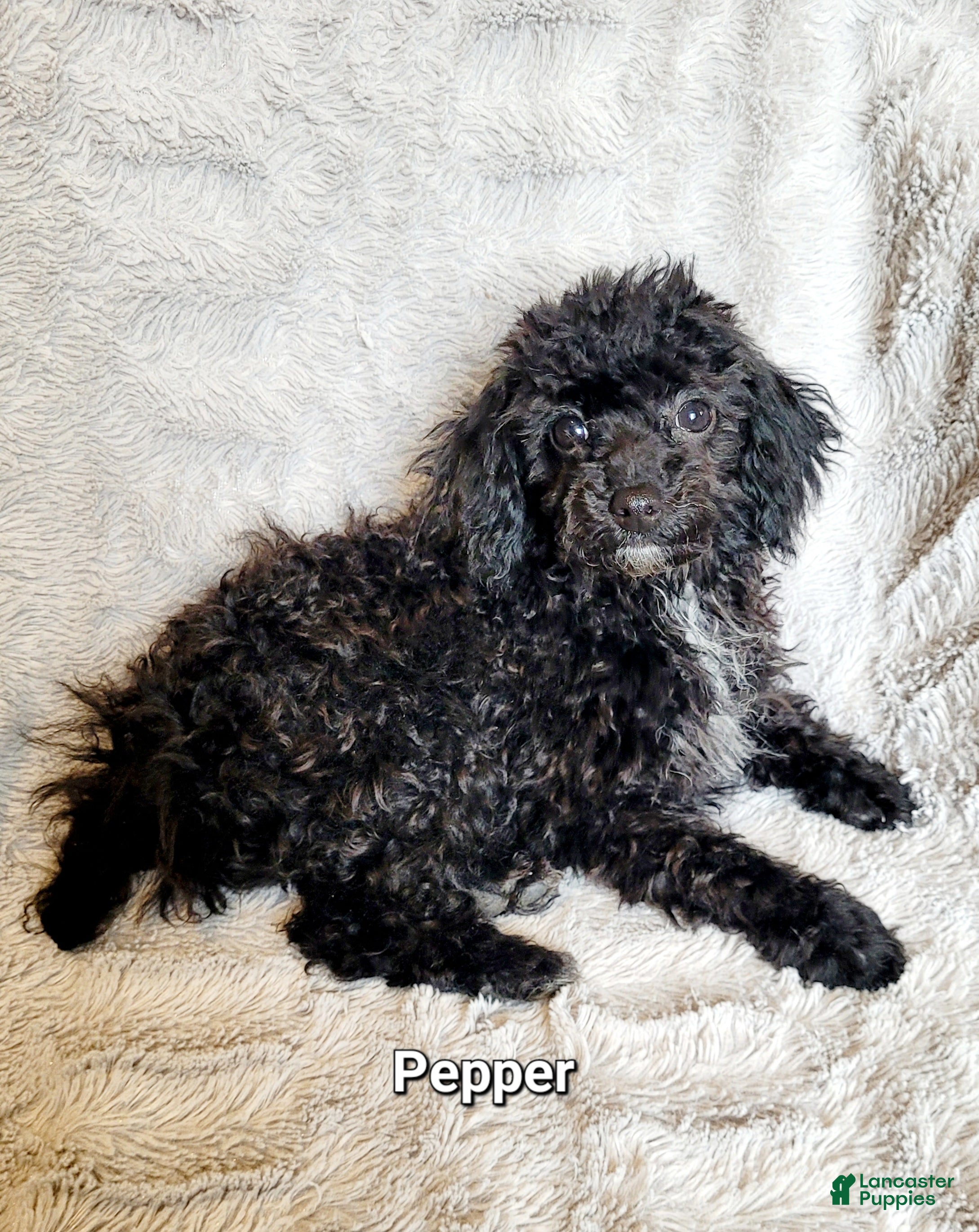 Miniature Poodle dogs Pepper  - Ad 25