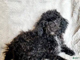Miniature Poodle dogs Pepper - Ad 25